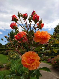  Orange roses rosaceae