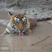  Picture i took of a tiger in ranthambore india