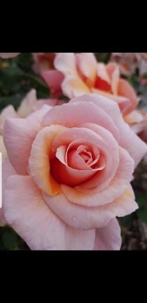  Pink Rose
