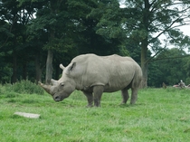  Rhino photo I took yesterday