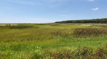  Shades of Green marshland VirginiaUSA 