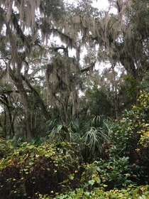  spanish moss hanging off of trees in Titusville florida