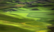  Spring greens in the Palouse Steptoe Butte