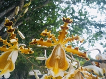  taken in July on Cozumel I am unsure of the orchid species so if you know tell me please Quite a beauty that looks like it has an upside down owl inside of it 