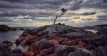  - The lonely tree of Binalong bay Bay of fires Tasmania Australia  x 