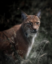  the majestic Eurasian lynx