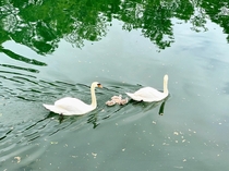 The swan family is out on the Marne at Bry-sur-Marne