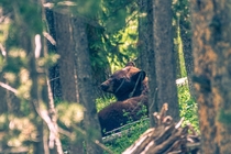  This mama black bear didnt look too thrilled to see the paparazzi near Hayden Valley Yellowstone National Park