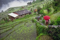  Trekking the Rice PathGhorepani Nepal Asia 