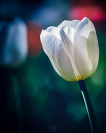  - White Emperor Tulip Tulipa White Emperor