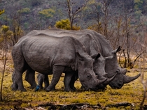  White Rhinos lined up 