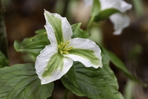  White Trillium Trillium Grandiflorum with green stripes Stripes resulting from an infection Taken in Trillium Woods Provincial Park Ontario