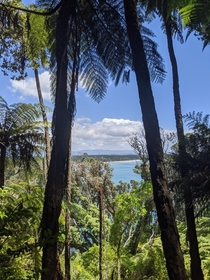   x  pixels - Tree Window - Mt Maunganui Tauranga Aotearoa
