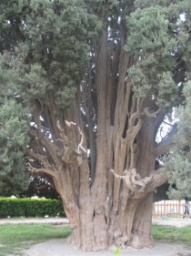  year-old Cypress of Abarkuh Iran 
