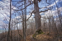  Year old oak overlooking Lake Michigan Oak Creek Wisconsin 