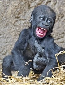 A baby gorilla being tickled 