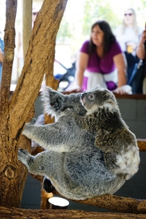 a baby koala with his mother