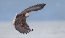 A bald eagle taking off from the oysters bed in Seabeck Washington 