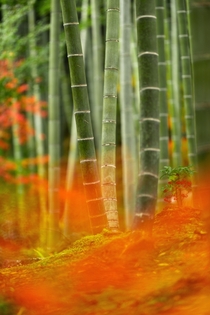 A bamboo thicket with a pinch of autumn thrown in Kyoto 