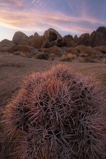 A barrel cactus and an ancient arch in the California Eastern Sierra 