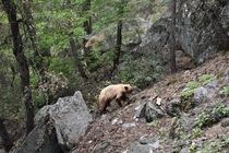 A bear hiking its way up the John Muir Trail Yosemite National Park California 