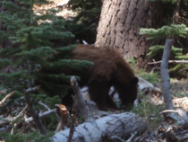 A bear I stumbled across in Sequoia NP 
