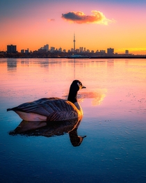 A beautiful dawn of Toronto