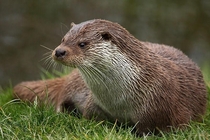 A beautiful european otter chilling on the grass
