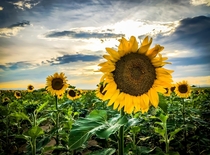 A beautiful field of sunflowers at sunset outside of Denver Colorado 