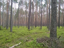 A beautiful forest Roztocze Poland 