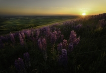A beautiful lupine patch soaks in the last light of the evening Palouse WA 