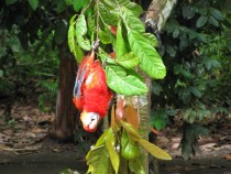 A beautiful Macaw parrot playfully hanging upside down from a tree branch in the Amazon jungle of Peru 