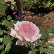 a beautiful rose i found in the park today 