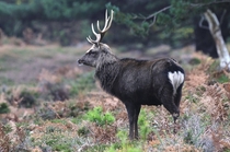 A beautiful sika deer in the forests of Scotland