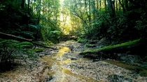 A beautiful stream in NSW 
