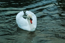 A beautiful swan putting on a show- Himley England  x