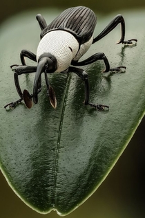 A beautiful Weevil