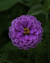 A beautiful zinnia bloom from our yard