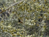 A bee loads up on pollen from California Sagebrush Artemisia californica on this mornings hike 