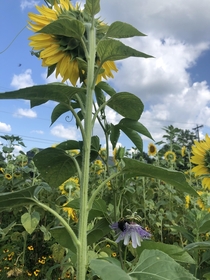 A bee on a lil maypop in a sunflower field