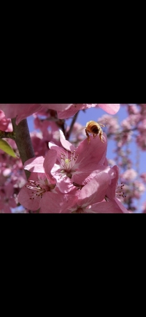 A Bee on my Crab Apple Blossoms