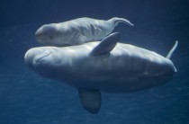 A beluga whale with her  foot lb newborn calf  Chicagos Shedd Aquarium  