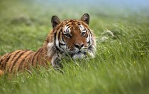 A Bengal tiger Panthera tigris tigris sitting in the grass 