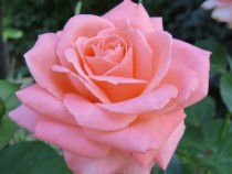 A better picture of one of my mothers pink roses 