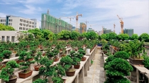 A bonsai nursery in China