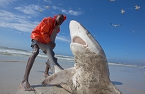 A brave fisherman drags a writhing Bronze Whaler Shark Carcharhinus brachyurus mistakenly caught in a net back to the ocean Cape Town South Africa  - photo by Chris Fallows 