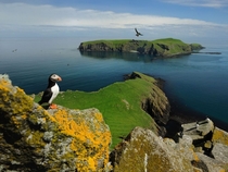 A bright-beaked puffin overlooking its haven on the Shiant Islands of Scotland Photo by Jim Richardson 