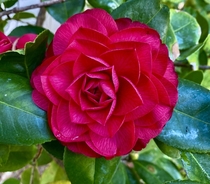 A bright red camellia on Easter Sunday morning 
