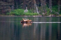 A bull moose swimming