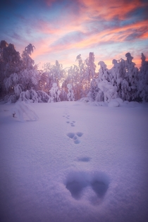 A bunny was here Sunset in rural northern Finland conjured a magical ambience 